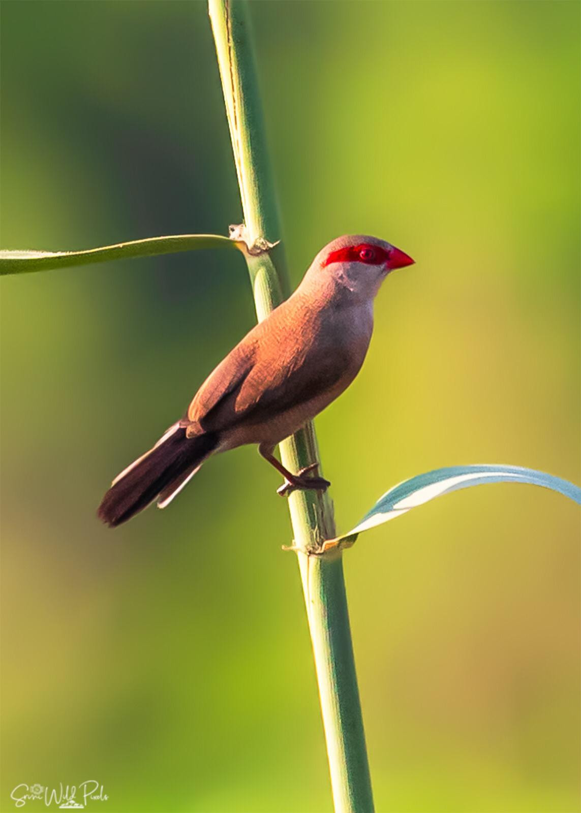 image Black-rumped Waxbill